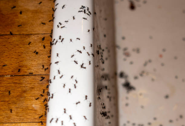 Best Mosquito Control Services  in Kentwood, MI