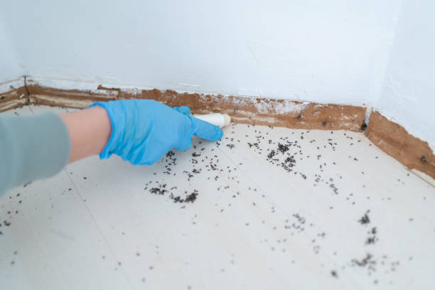 Best Flea Control Services  in Kentwood, MI